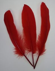 Housename Red Feathers