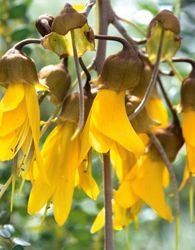 Housename Yellow Kowhai